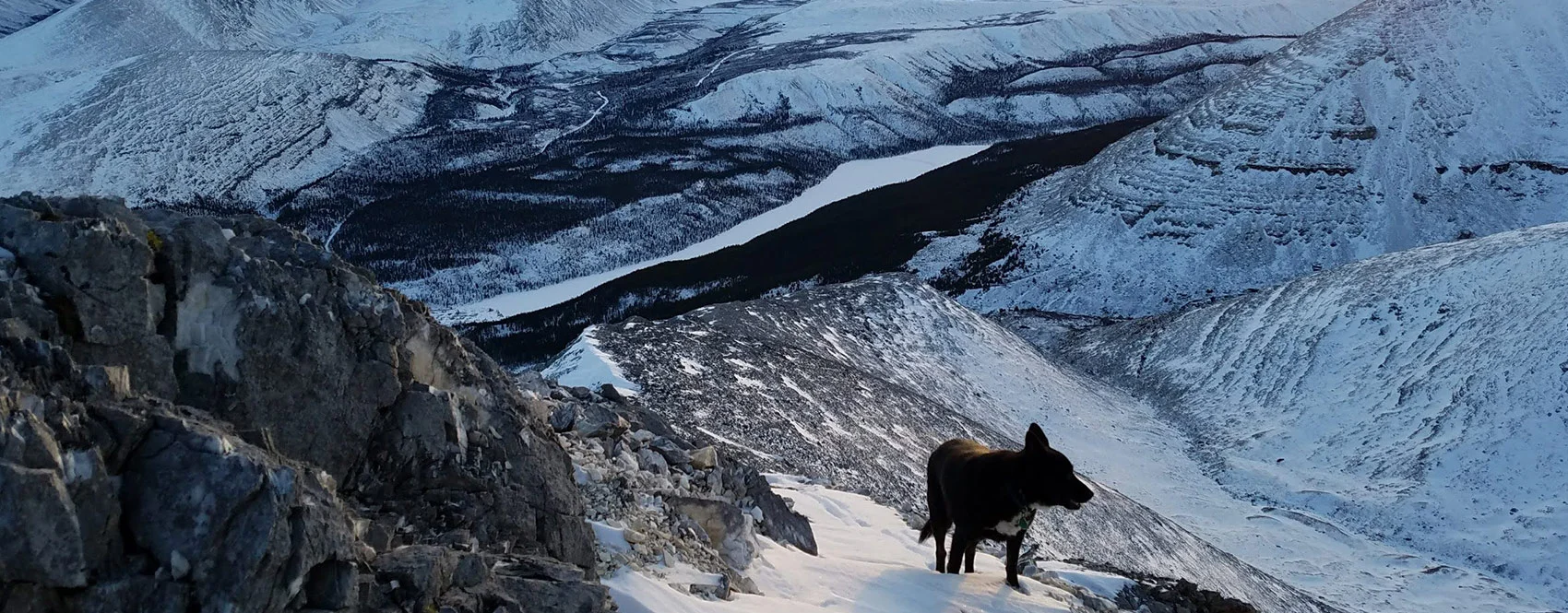 Dog Exploring the Snowy Yukon Mountains