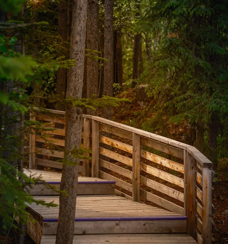 Forest Boardwalk Around Spruce Tree